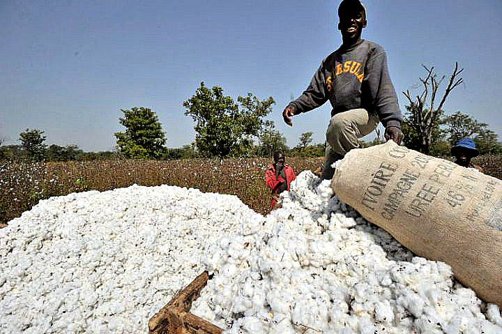 Agriculture : deux nouveaux décrets pour dynamiser les filières coton et anacarde